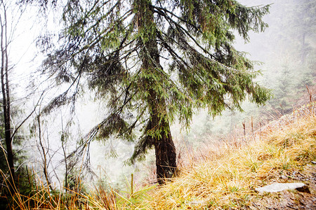 生苔有雾的山林图片