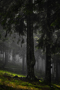 生苔有雾的山林图片