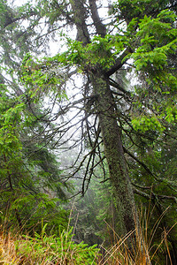 有雾的云杉树森林图片