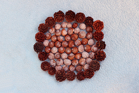 松果和蜗牛沙壳的装饰图片