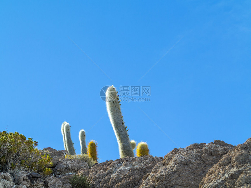 巨大的旋毛虫仙人掌矗立在世界上最大的盐田乌尤尼盐沼中部的印加华西岛图片