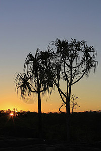 日落时的板骨树太阳在图片