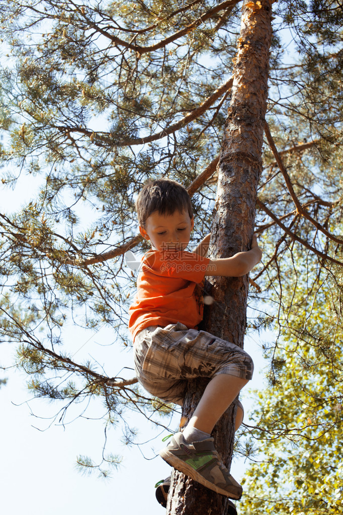 可爱的小男孩爬上树图片