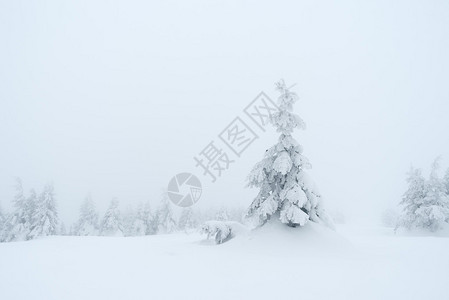冬季风景雪中的浮云多云的一天喀尔巴阡山脉图片