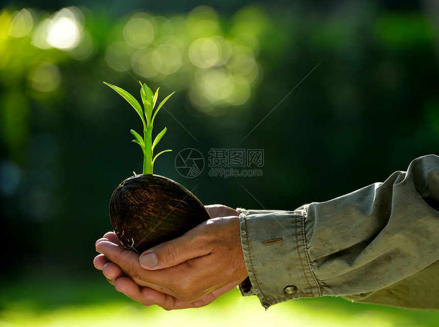 农民手握着绿色的青绿植物在自图片
