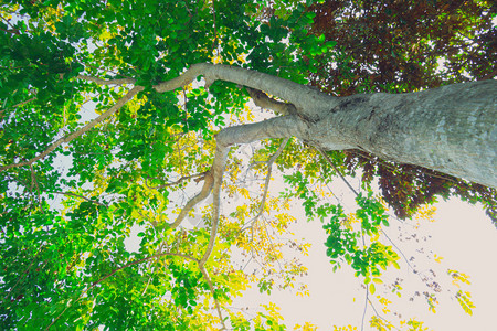 温暖的春光照耀在树冠上高的山雀背景图片