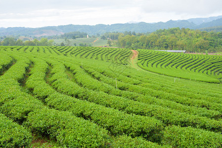 泰国的茶园图片