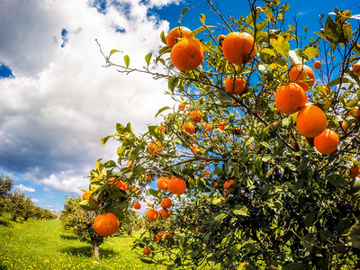 蓝色天空的橙色花园景色很美地中海气候西里岛图片