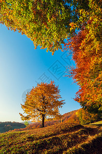 红色和黄色秋叶图片
