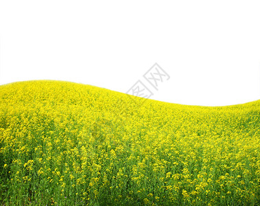 美丽的绿地有黄色花朵和白图片