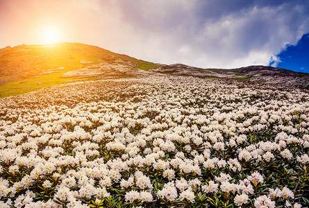 高山草原的美景和花朵在佐治亚欧洲的上斯瓦内蒂图片
