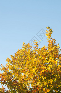 秋天满是黄叶的树图片