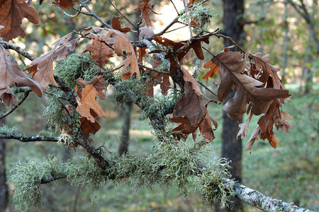 森林里有棕色叶子的橡树枝图片