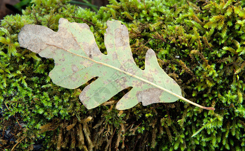 秋天枯萎的橡树叶放在苔藓上图片