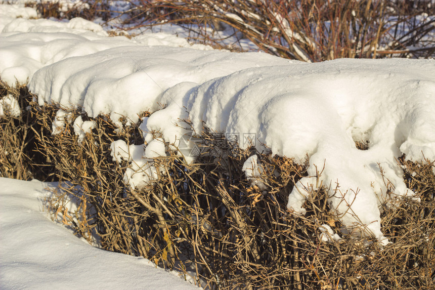西伯利亚白雪覆盖的灌木丛图片