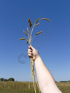用手握着小麦的图片