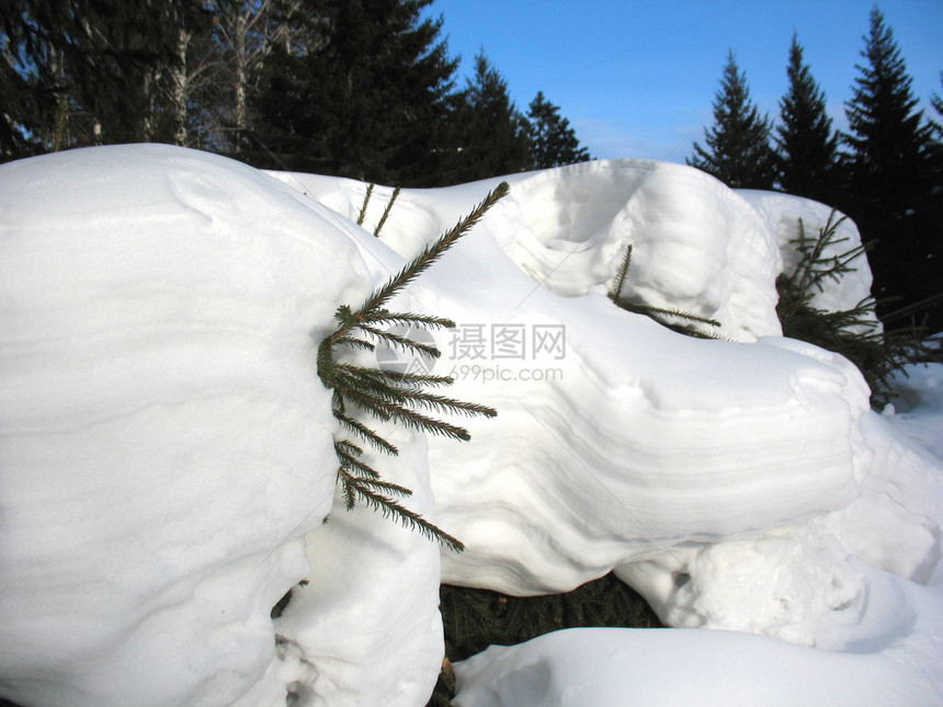 雪中有植物冬季森林图片
