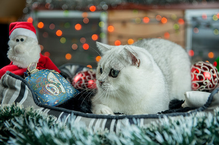 带装饰的美丽圣诞英国银猫图片