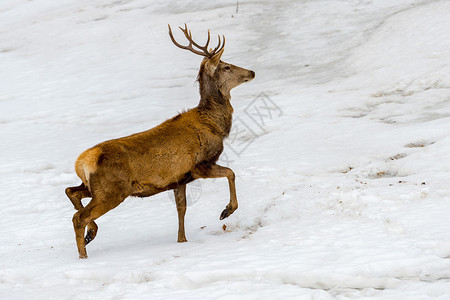 在圣诞节的时候在雪地上奔跑的鹿高清图片