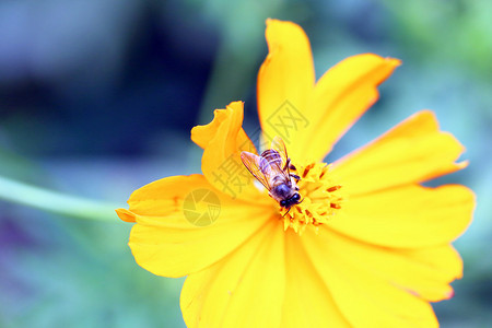 蜜蜂在黄色花图片