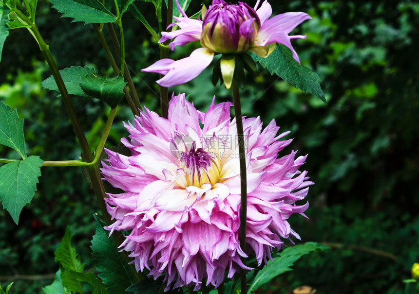 花园里明亮的紫色大丽花图片