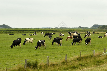 一群牛在草地上吃草图片