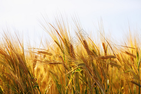 小麦紧闭金麦田浅的田地深度图片