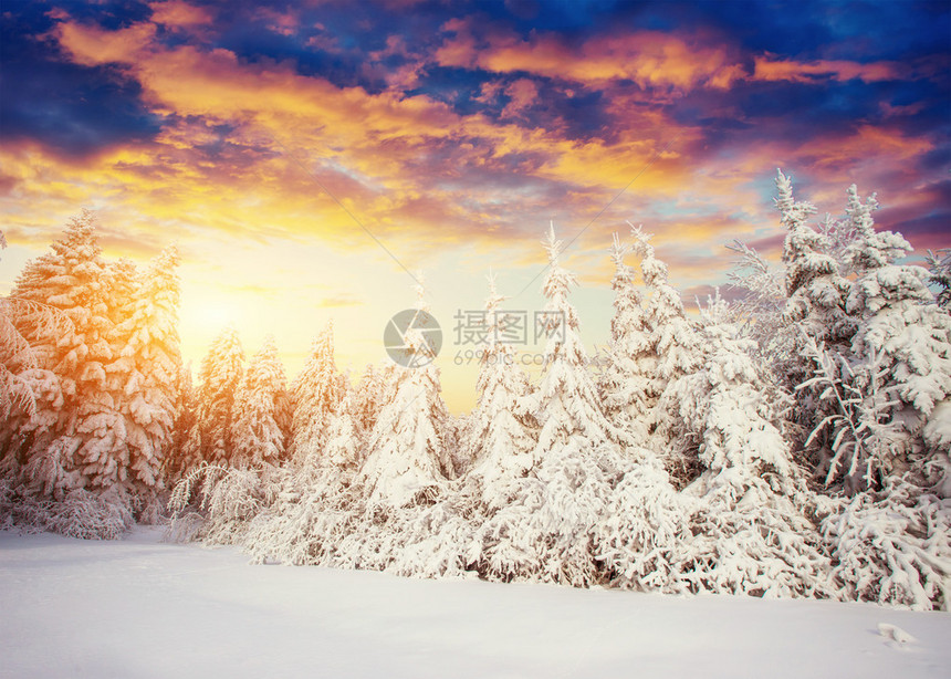 神奇的冬天积雪覆盖的树喀尔巴阡山脉的日落乌克兰图片