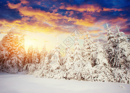 神奇的冬天积雪覆盖的树喀尔巴阡山脉的日落乌克兰图片