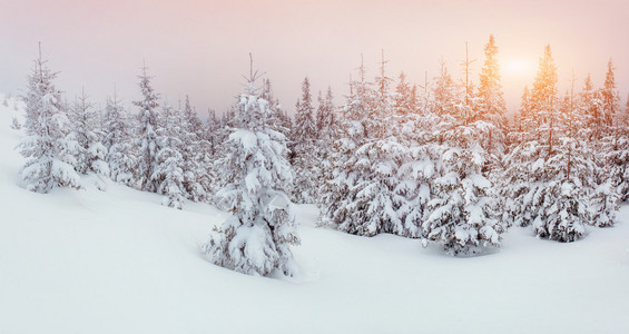 霜雾中的冬景树图片