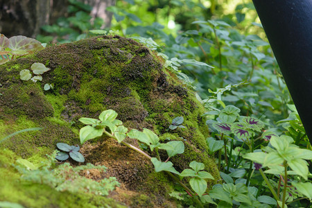 绿树本底绿色植物花草图片