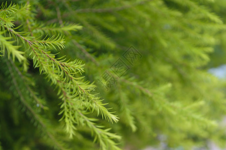 植物绿树背景表面天然颜色带图片