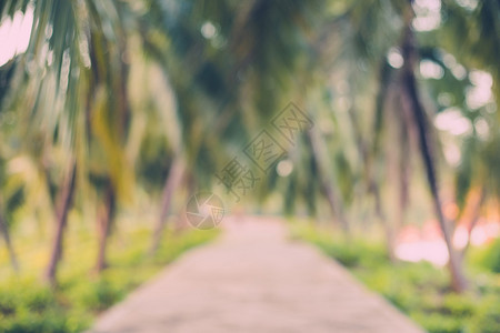 花园中抽象模糊的椰子棕榈树图片