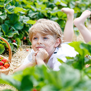 美丽的男孩在夏季有机生物莓农场采草莓玩得开心图片