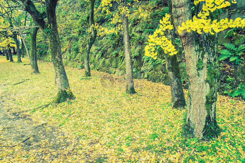 黄色Ginkgo树图片