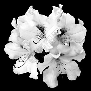 用黑色隔开的嫩白天竺葵花丛图片