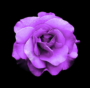 黑色上隔绝的紫色极暗彩色紫图片