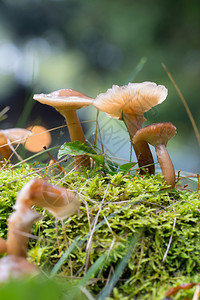 秋天生长的蘑菇图片