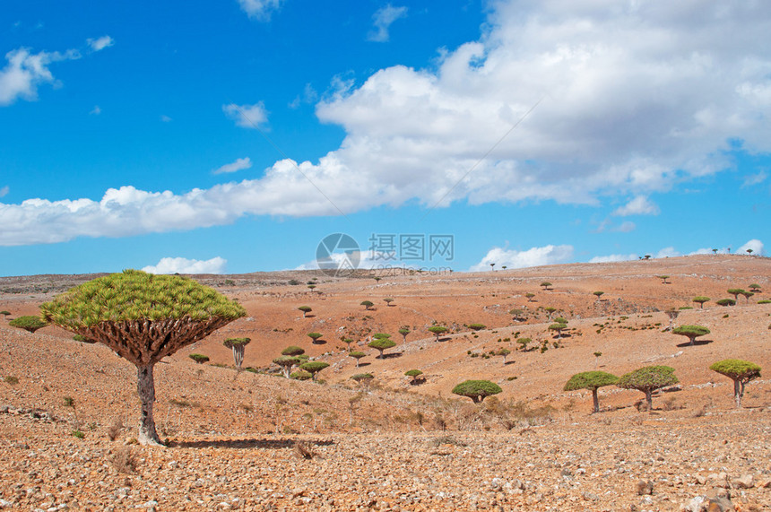 通往迪克萨姆高原的路上令人叹为观止的风景和龙血树林图片