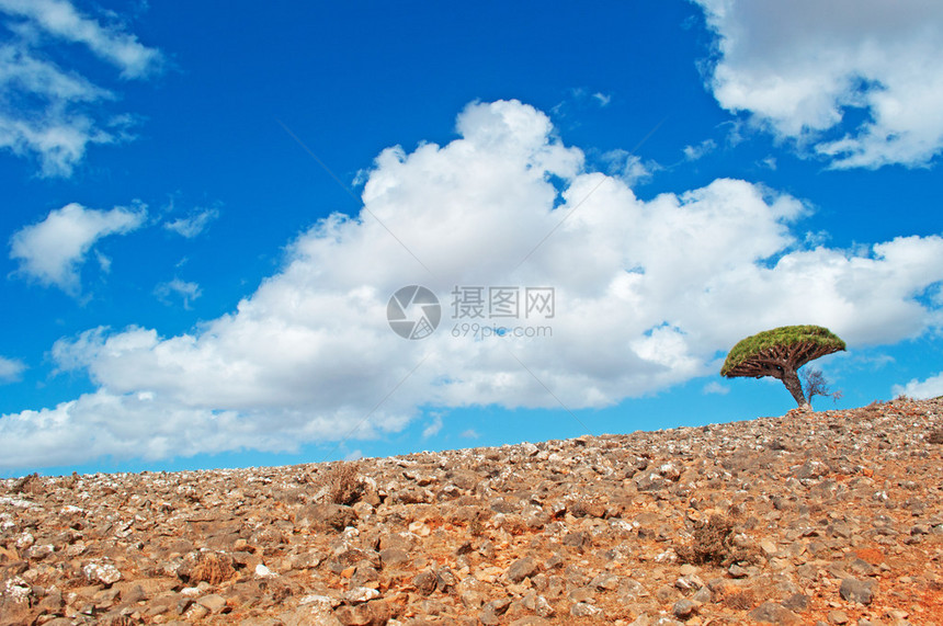 通往迪克萨姆高原的路上令人叹为观止的风景和一棵龙血树图片