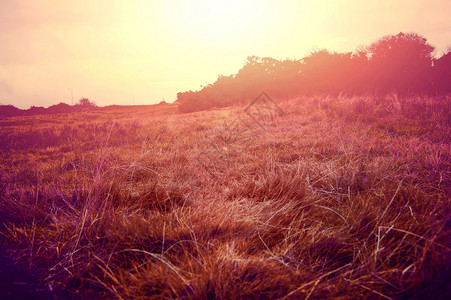 夏天阳光明媚的田野复古instagram图片图片