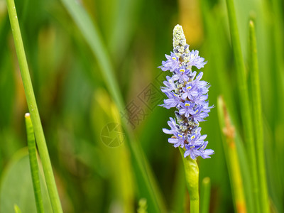 佛罗里达湿地的紫色PonderiaPick高清图片