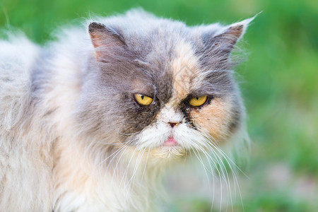 波斯猫肖像PreebredPersian图片