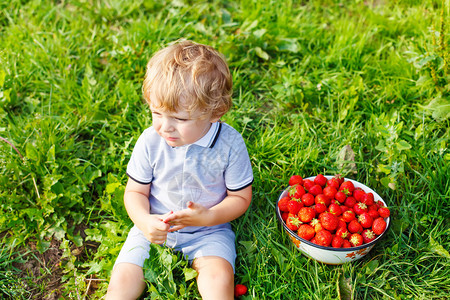 快乐的金发小孩男在有机采摘草莓农场采摘和吃草莓收获领域儿童健康食品园图片
