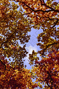 秋天森林背景与透视步行路径道路图片