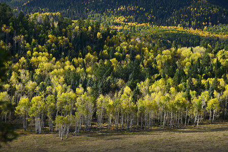 秋天科罗拉多州的黄杨树图片