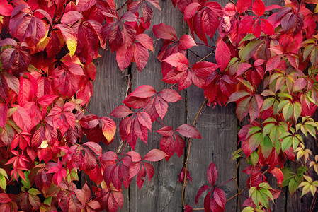 墙上的红秋叶背景图片