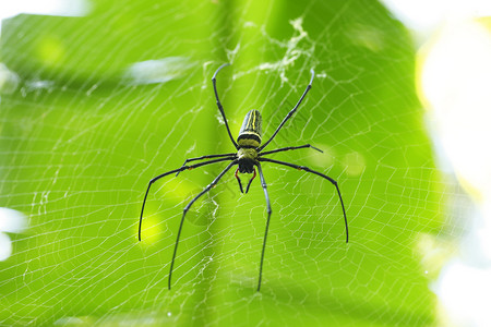 森林中的金色织网蜘蛛背景图片