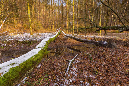 初冬森林景观自然波兰景观图片