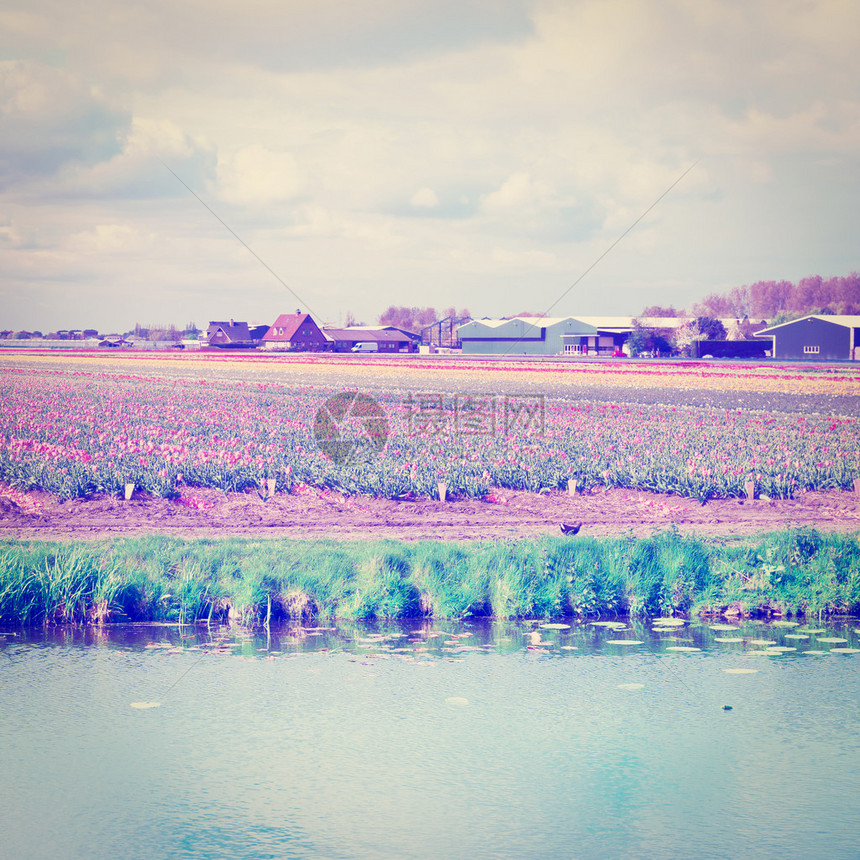 荷兰Tullips田间灌溉运河图片